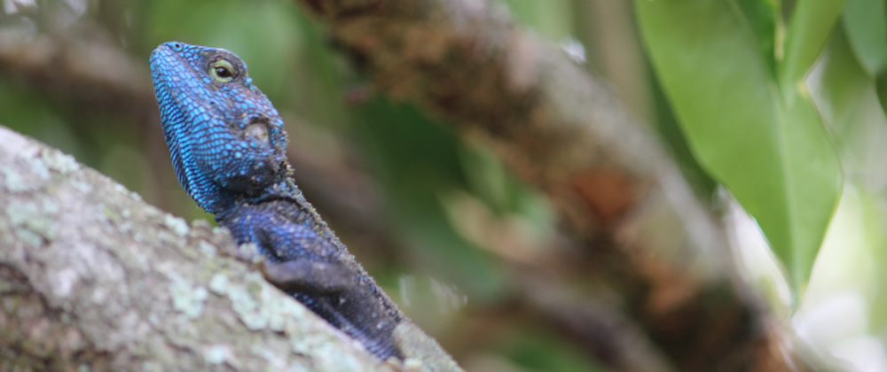 Blue lizard in Uganda