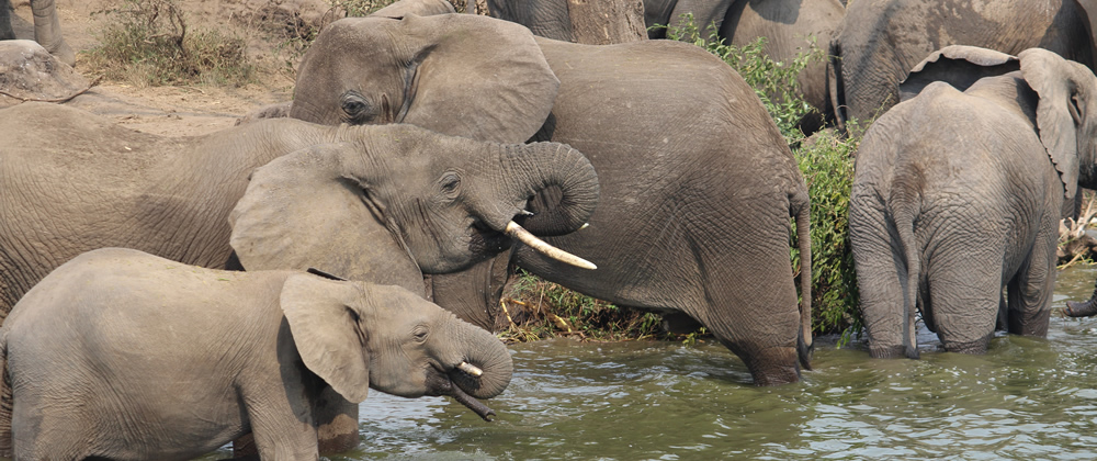African elephants in Uganda