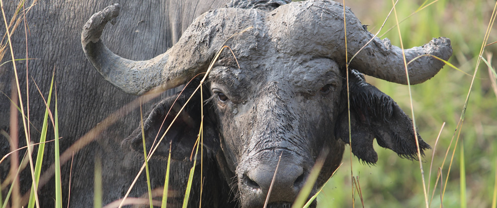 Buffalo in Uganda