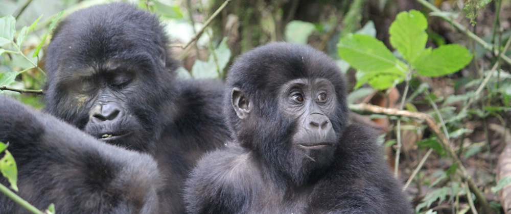 Mountain gorilla